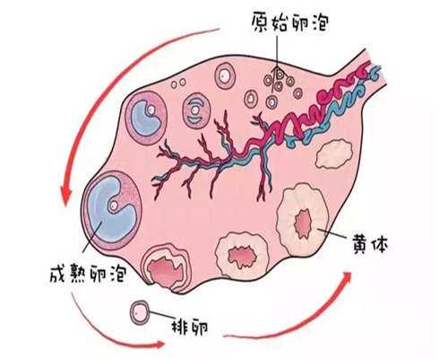 昆明拉拉三代试管攻略：多囊卵巢如何快速好孕避坑指南